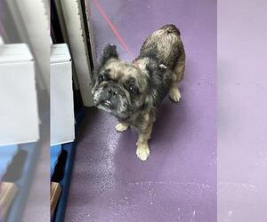 French Bulldog Dogs for adoption in Long Beach, CA, USA
