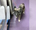 Small French Bulldog