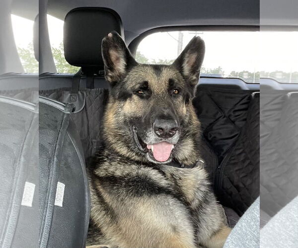 Medium Photo #2 German Shepherd Dog Puppy For Sale in Thomasville, NC, USA