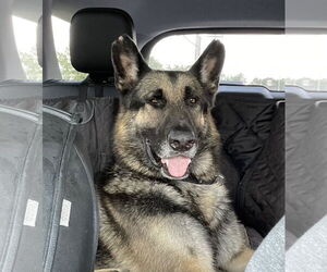 Matthias - Male German Shepherd Dog Dog for Adoption - Photo #2