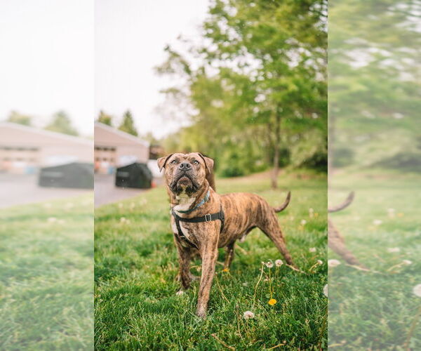 Medium Photo #2 American Staffordshire Terrier Puppy For Sale in Lawrenceville, NJ, USA