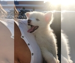 Small Photo #3 Pomsky Puppy For Sale in CORAL GABLES, FL, USA