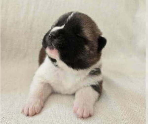 Medium Photo #7 Akita Puppy For Sale in STRAFFORD, MO, USA