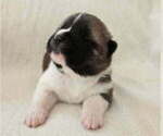 Small #6 Akita