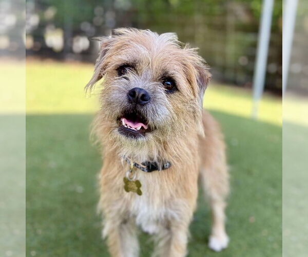 Medium Photo #1 Shiffon Puppy For Sale in Beverly Hills, CA, USA