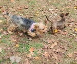 Small Photo #3 Yorkshire Terrier Puppy For Sale in MARIETTA, GA, USA
