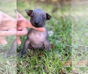Xoloitzcuintli (Mexican Hairless) Puppy for sale in BOX CANYON, CA, USA