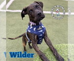 Small #17 Boxer-German Wirehaired Pointer Mix