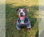 Small #11 American Staffordshire Terrier