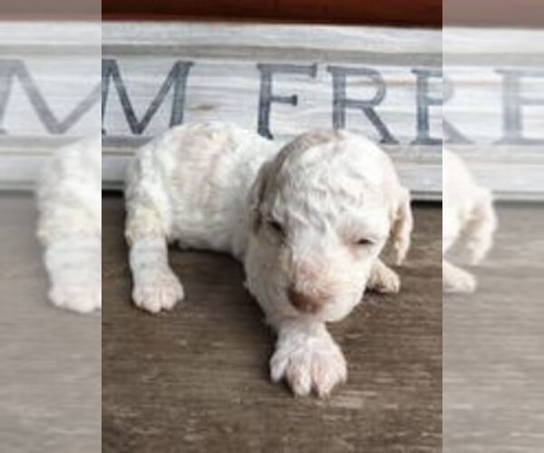 Medium Photo #1 Poodle (Miniature)-Sheepadoodle Mix Puppy For Sale in PARK HILL, OK, USA