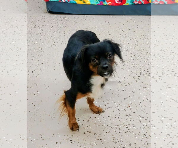 Medium Photo #3 Chin-wa Puppy For Sale in York, SC, USA