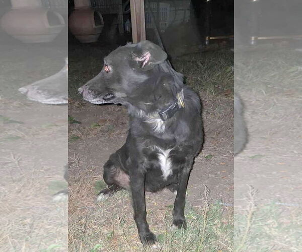 Medium Photo #5 Border-Aussie Puppy For Sale in Grafton, WI, USA