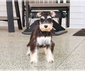 Schnauzer (Miniature) Puppy for sale in SYRACUSE, IN, USA