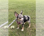 Small #1 Chihuahua