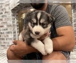 Small Photo #9 Siberian Husky Puppy For Sale in KANSAS CITY, MO, USA