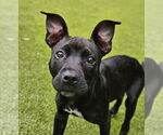 Small #9 Mutt