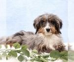 Small #1 Bernedoodle (Miniature)