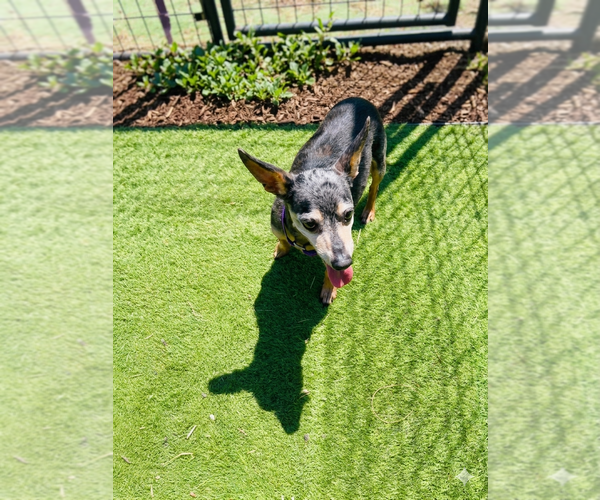 Medium Photo #2 Dachshund Puppy For Sale in York, SC, USA