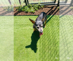 Small #1 Dachshund