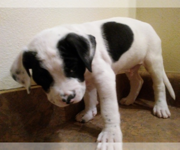 Medium Photo #3 America Bandogge Mastiff Puppy For Sale in MESA, AZ, USA