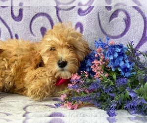Cavapoo Puppy for sale in LANCASTER, PA, USA