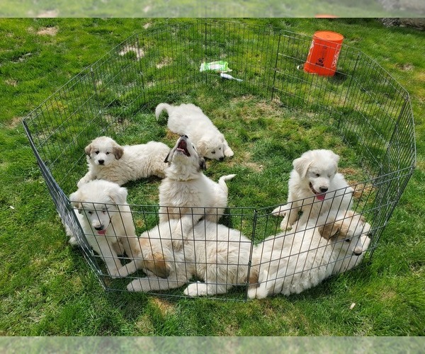 Medium Photo #3 Great Pyrenees Puppy For Sale in HAMILTON, MT, USA