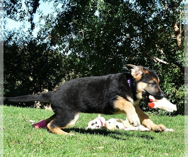 Medium Photo #10 German Shepherd Dog Puppy For Sale in MURRIETA, CA, USA