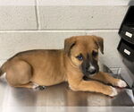 Small German Shepherd Dog Mix