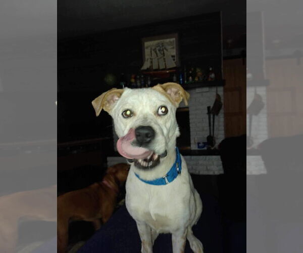 Medium Photo #25 Boxer-Unknown Mix Puppy For Sale in Germantown, OH, USA