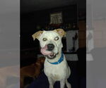Small #24 Boxer Mix