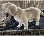 Small Photo #3 English Cream Golden Retriever Puppy For Sale in ARROWHEAD FARMS, CA, USA