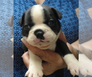 Boston Terrier Puppy for sale in CRKD RVR RNCH, OR, USA