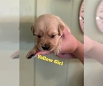 Small #1 Golden Retriever
