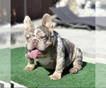 Small Photo #2 French Bulldog Puppy For Sale in FOLSOM, CA, USA