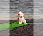 Puppy Yellow Collar Goldendoodle