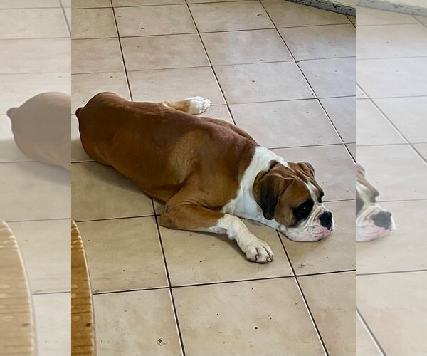 Medium Photo #2 Boxer Puppy For Sale in Dumont, NJ, USA