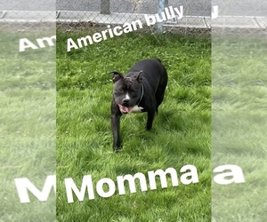 Mother of the American Bully puppies born on 03/17/2023