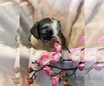 Small #1 Dachshund