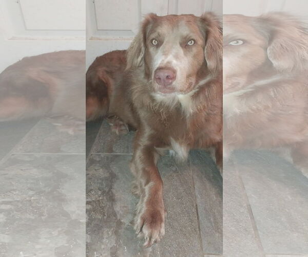 Medium Photo #1 Aussie Siberian Puppy For Sale in Cumming, GA, USA