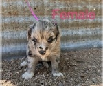 Puppy Puppy 3 Australian Shepherd