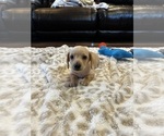 Small #5 Dachshund