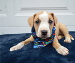 Small #3 American Pit Bull Terrier