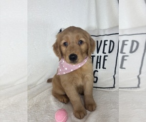 Golden Retriever Puppy for sale in GREENFIELD, IN, USA