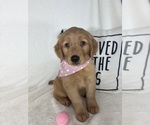 Image preview for Ad Listing. Nickname: Honey