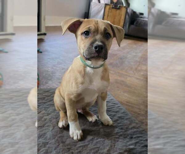 Medium Photo #4 Labrador Retriever-Unknown Mix Puppy For Sale in Raleigh, NC, USA