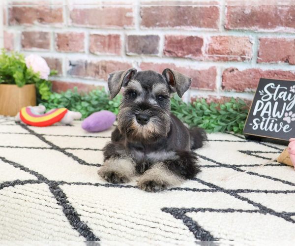 Medium Photo #12 Schnauzer (Miniature) Puppy For Sale in SYRACUSE, IN, USA