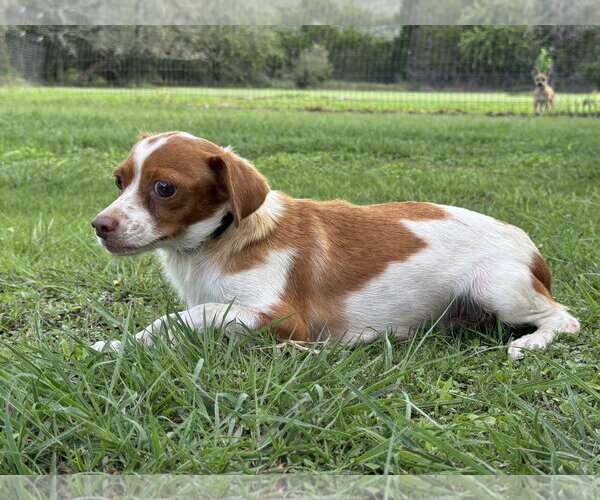 Medium Photo #2 Cheagle Puppy For Sale in PIPE CREEK, TX, USA