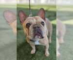 Small Photo #7 French Bulldog Puppy For Sale in Lake elsinore, CA, USA