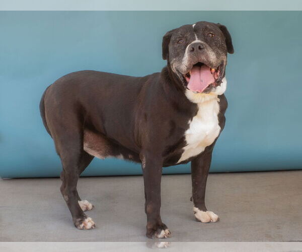 Medium Photo #2 American Pit Bull Terrier Puppy For Sale in Pasadena, CA, USA