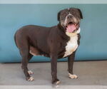 Small #1 American Pit Bull Terrier